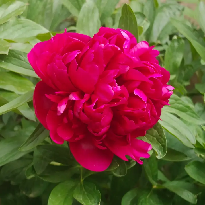 Paeonia lactiflora flor 1