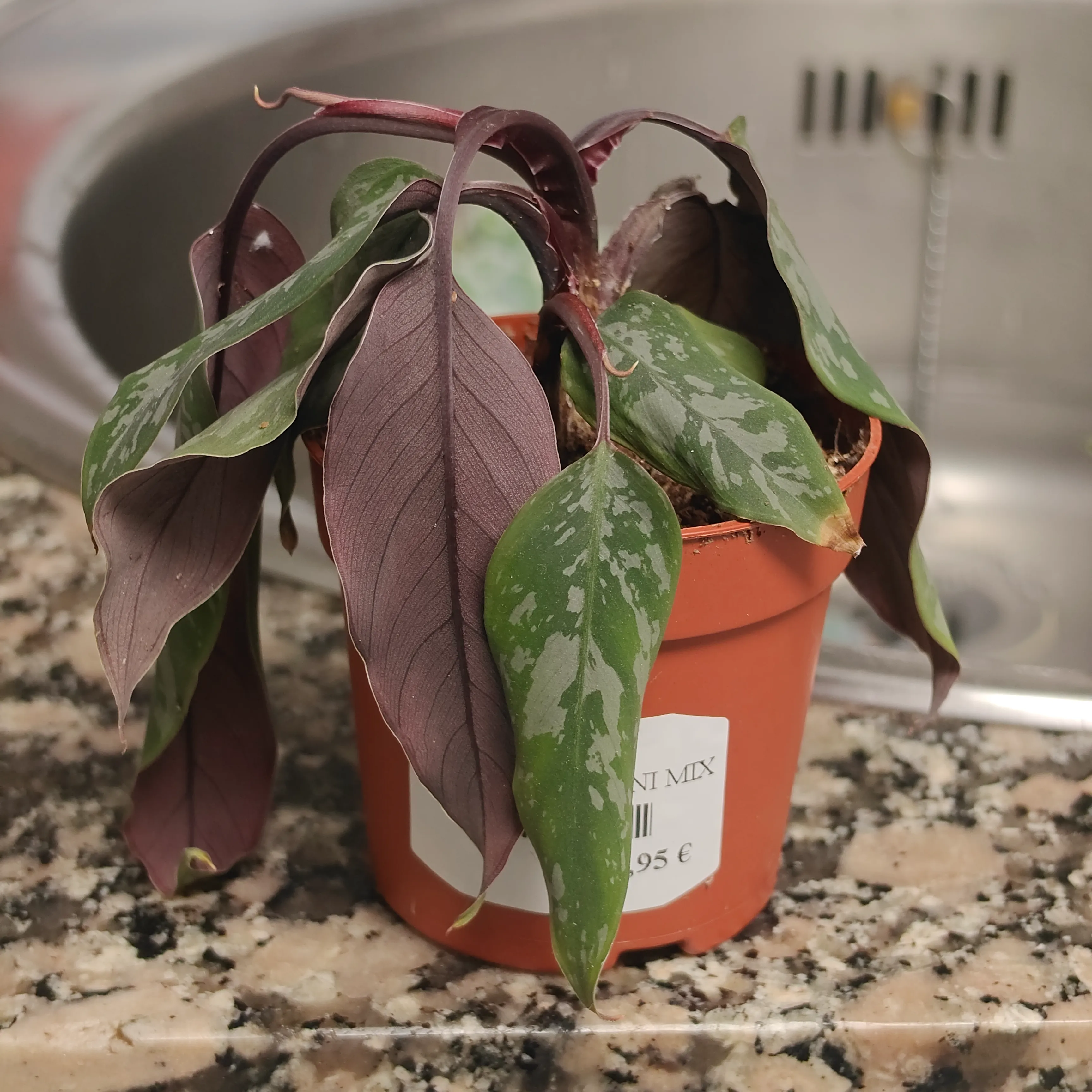 Apoballis acuminatissima