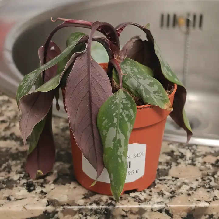 Apoballis acuminatissima 1