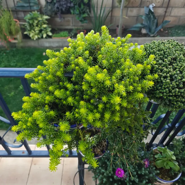 Sedum Mexicanum Lemon Ball 1