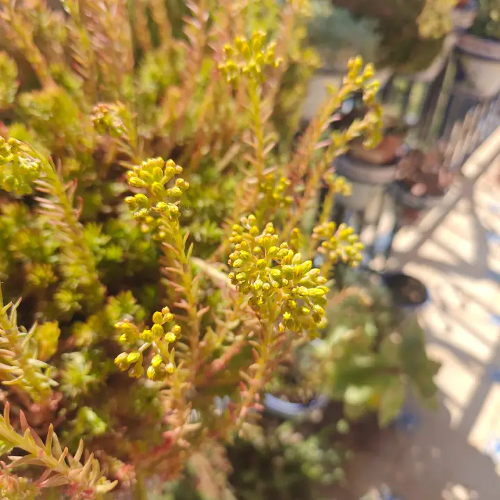 Sedum Mexicanum Lemon Ball flor 1