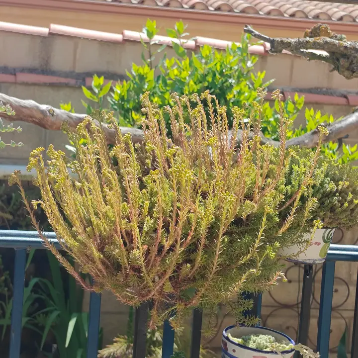Sedum Mexicanum Lemon Ball flor 2
