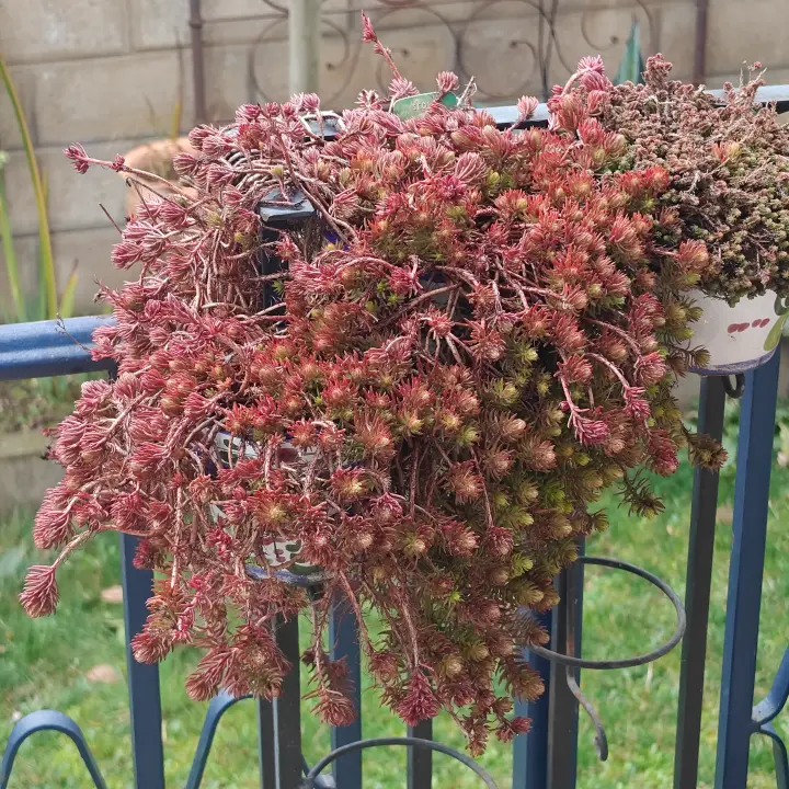 Sedum Mexicanum Lemon Ball 2