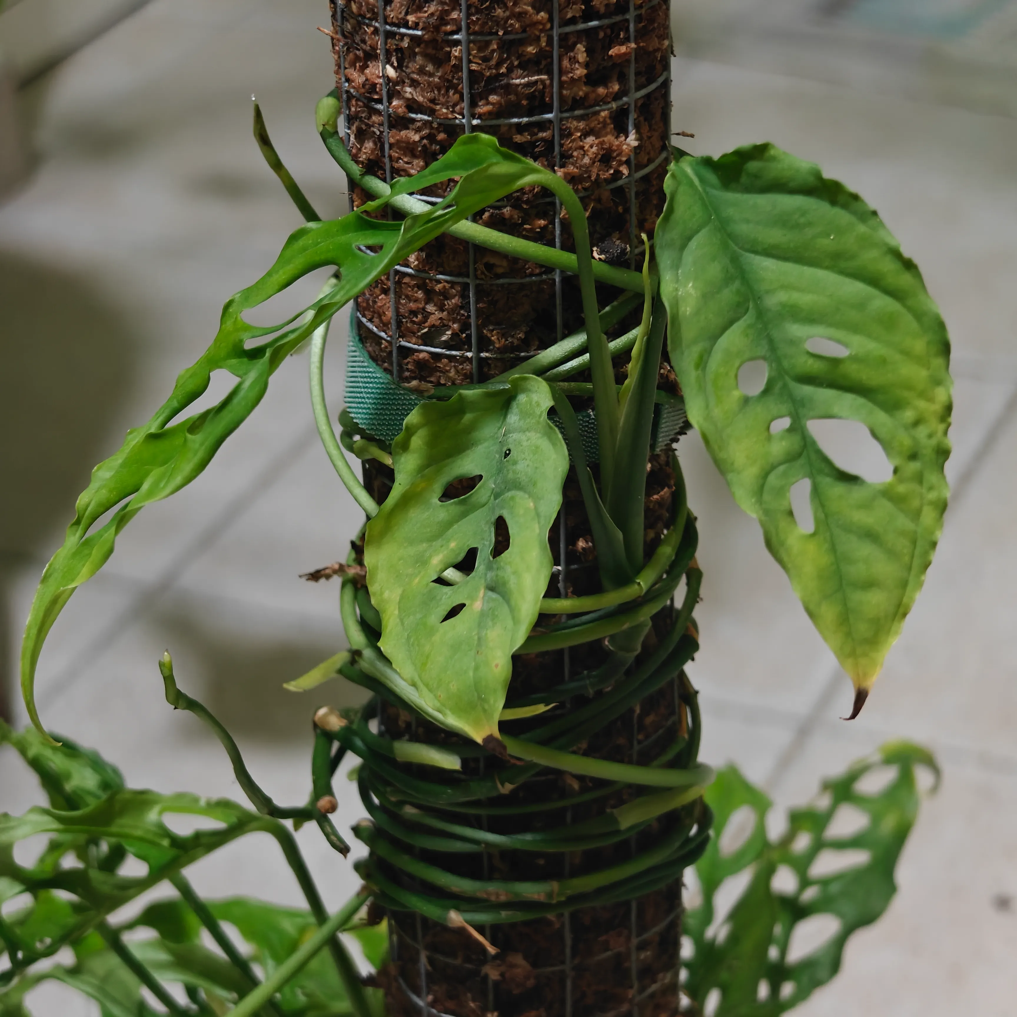 Monstera obliqua 3