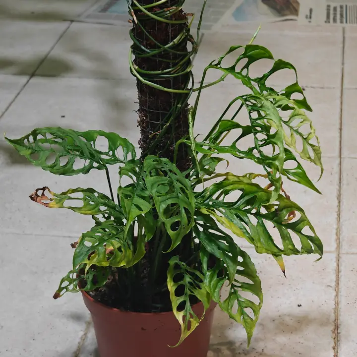 Monstera obliqua 1