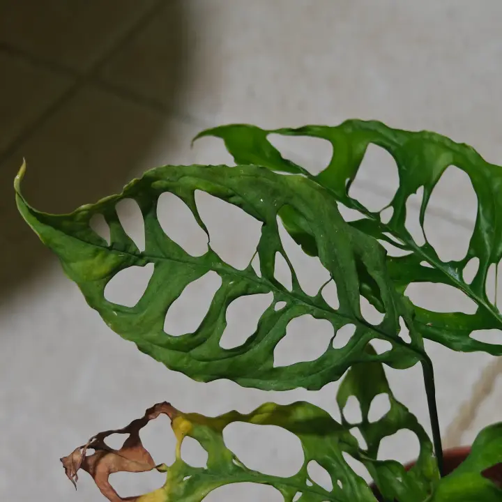 Monstera obliqua 2