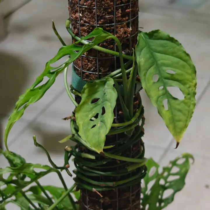 Monstera obliqua 3