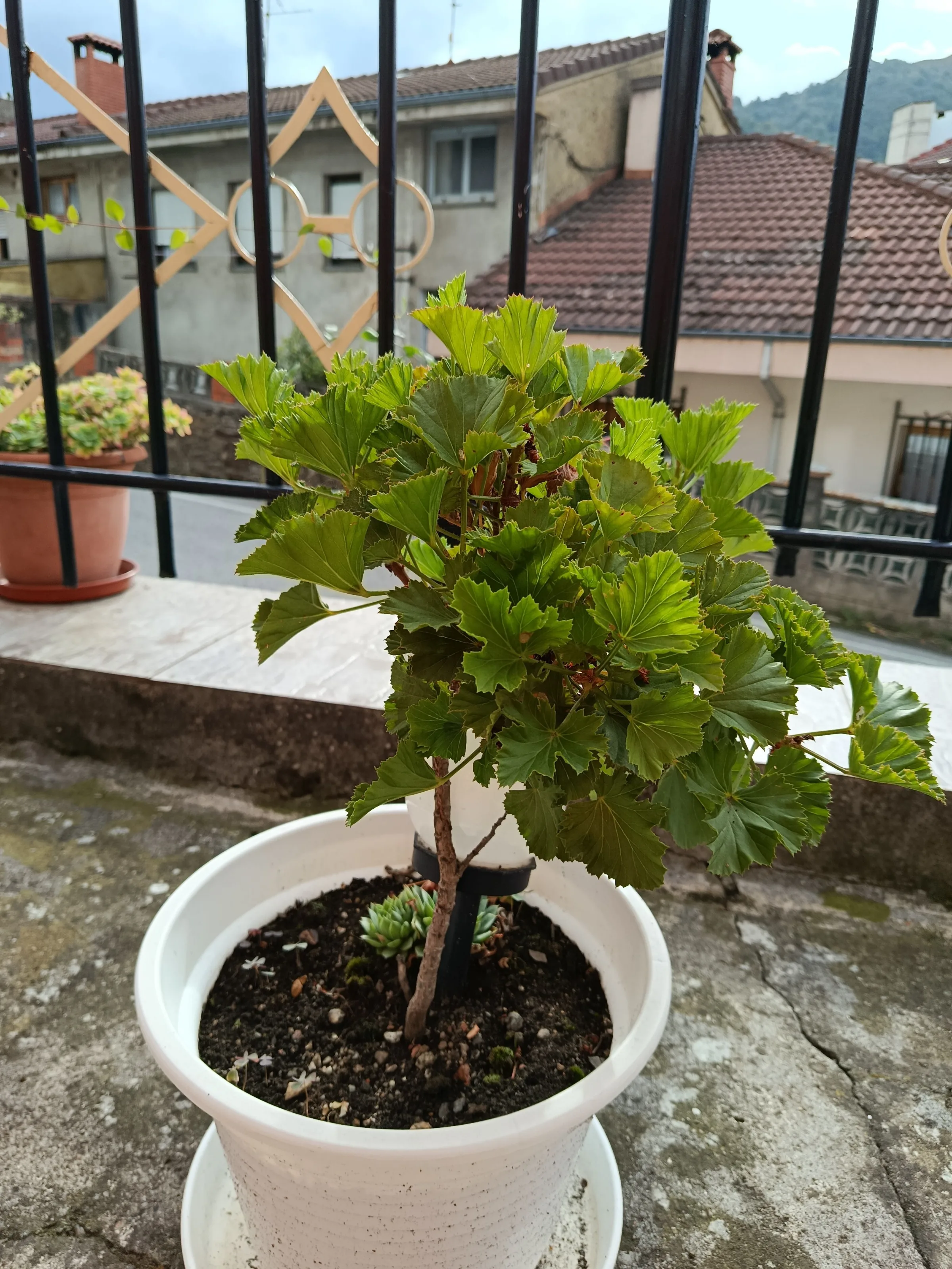 Pelargonium graveolens
