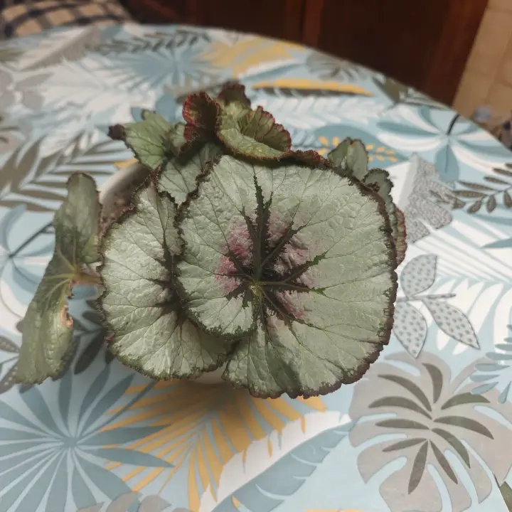 Begonia rex 1