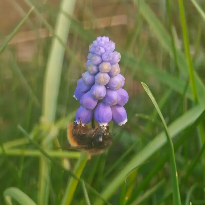 Muscari armeniacum 1