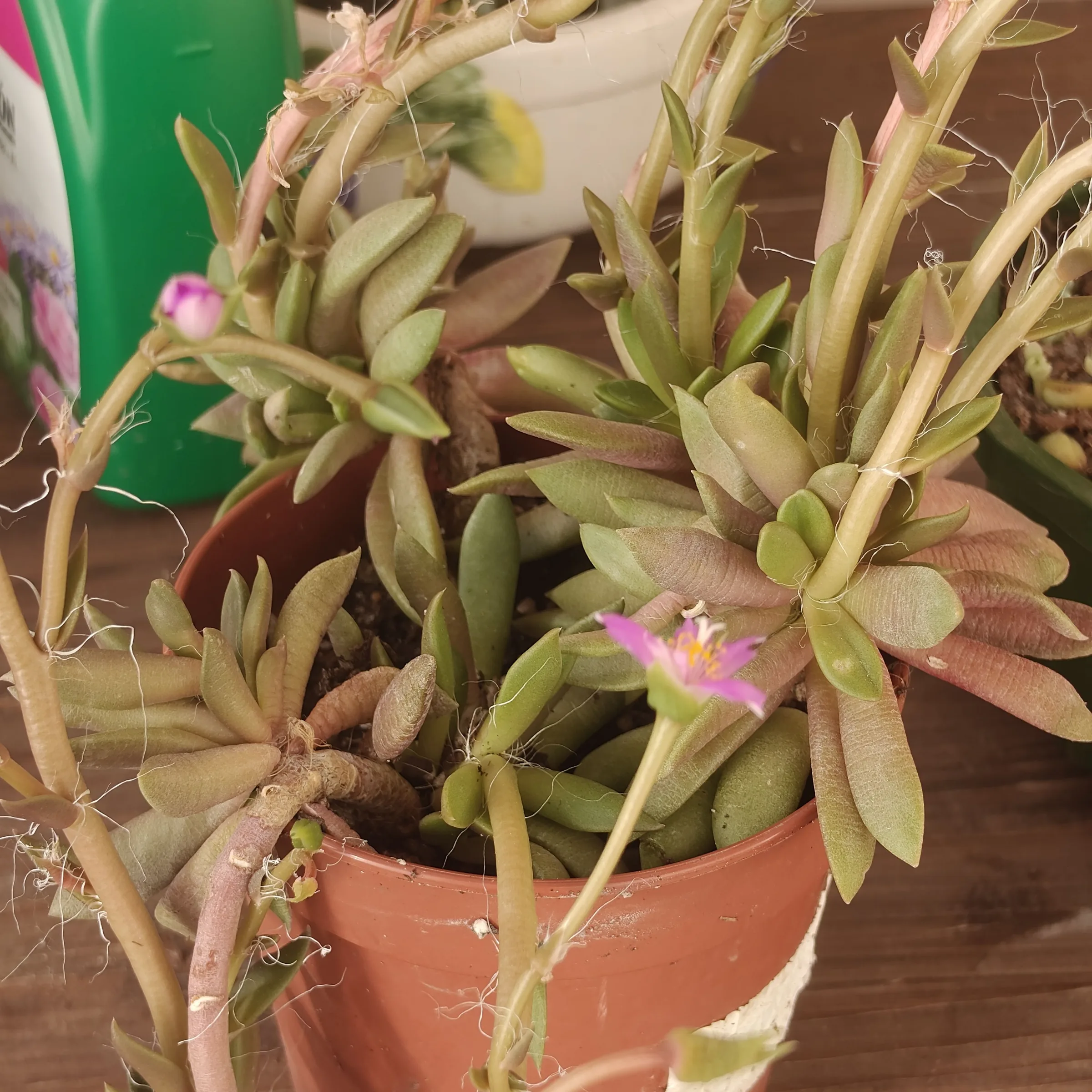 Anacampseros telephiastrum Normal