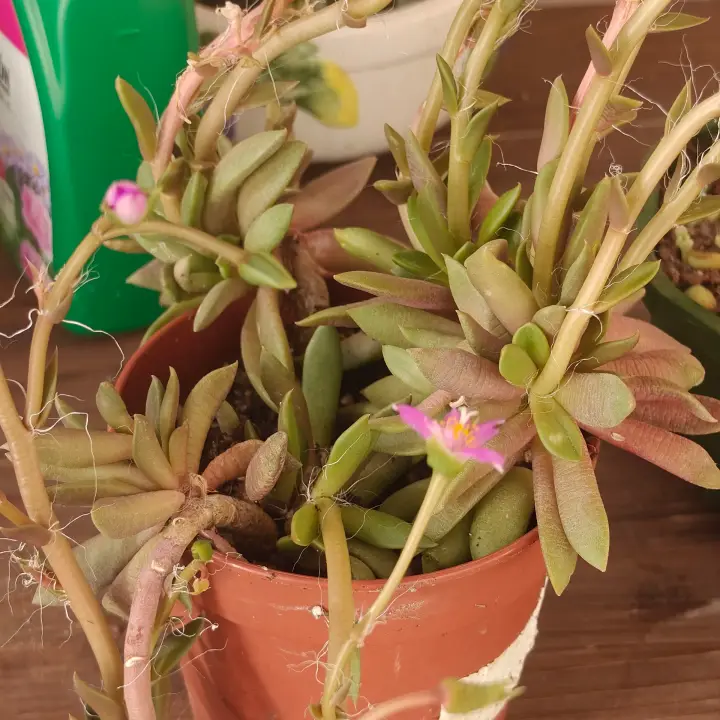 Anacampseros telephiastrum Normal 1