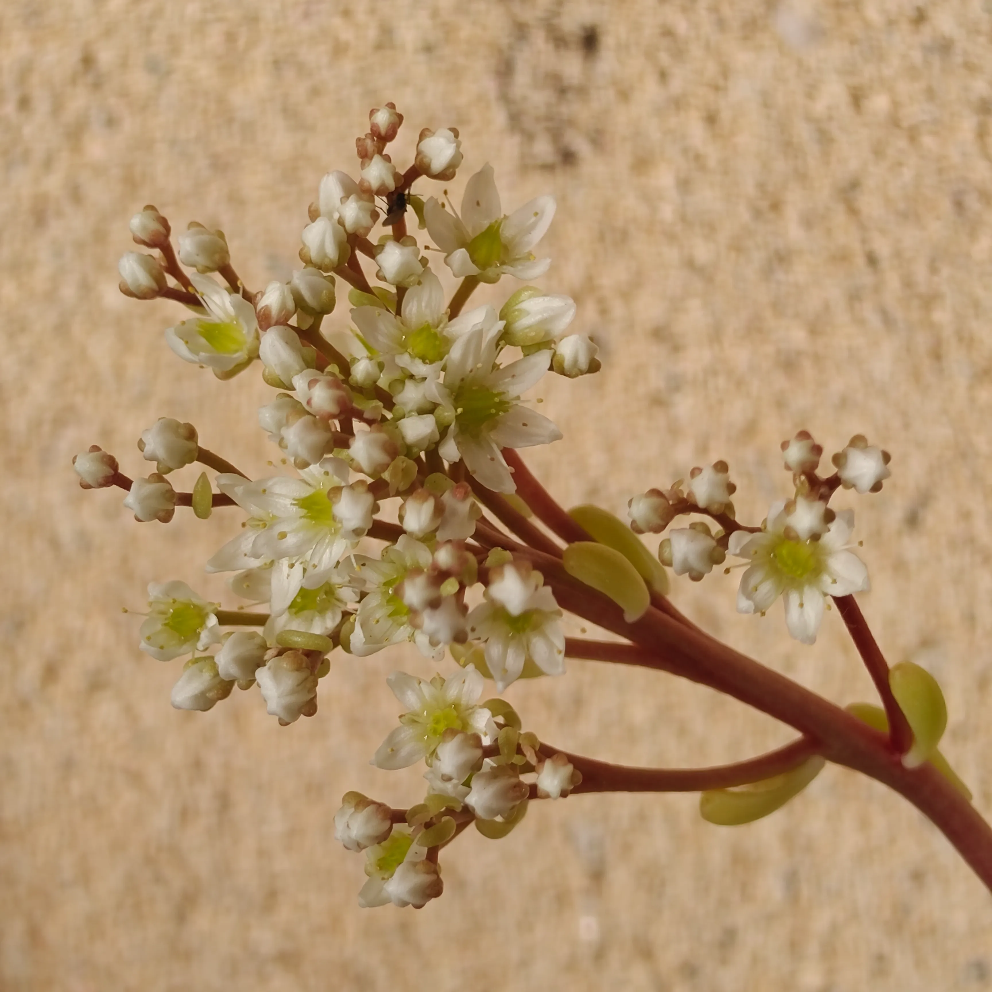 Sedum lucidum 5