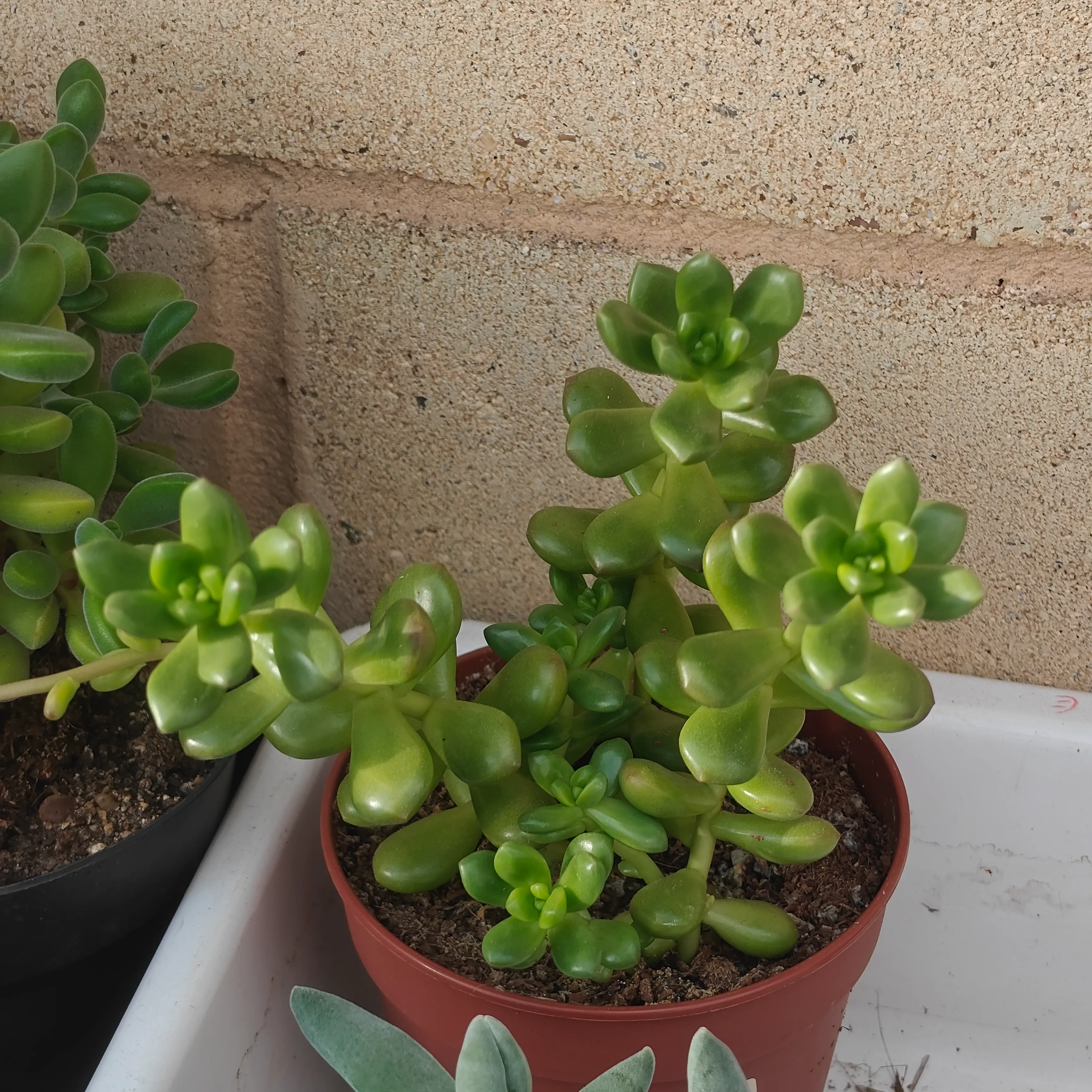 Sedum lucidum 2