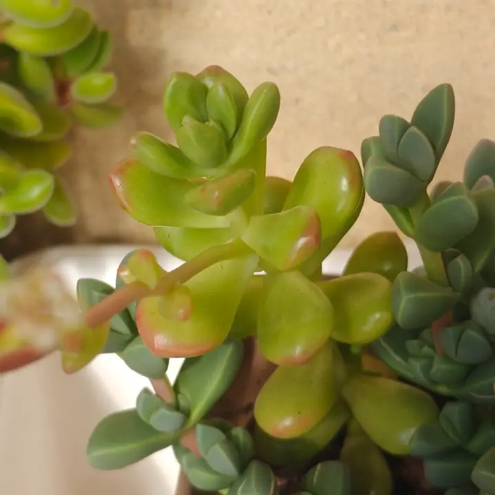 Sedum lucidum 3