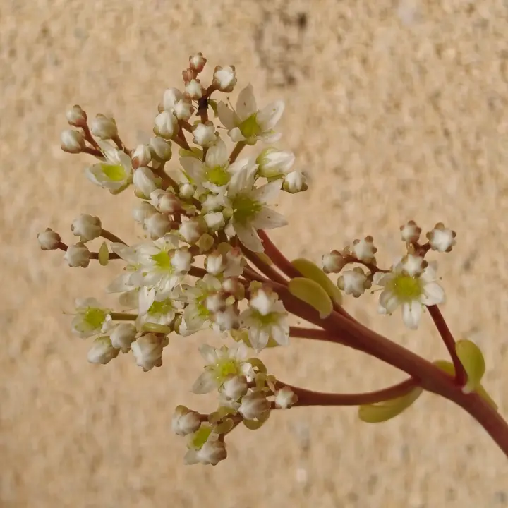 Sedum lucidum flor 2