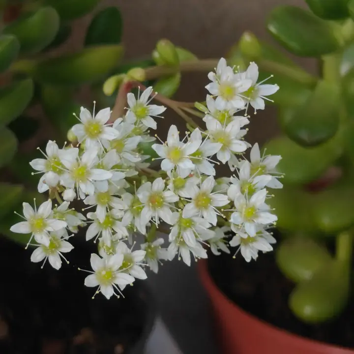 Sedum lucidum flor 1