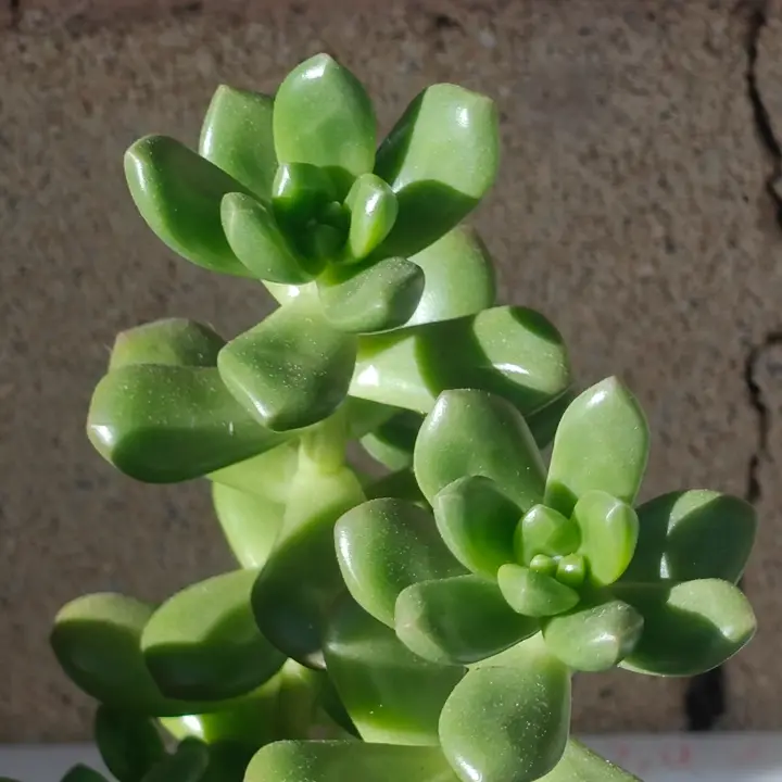 Sedum lucidum 1
