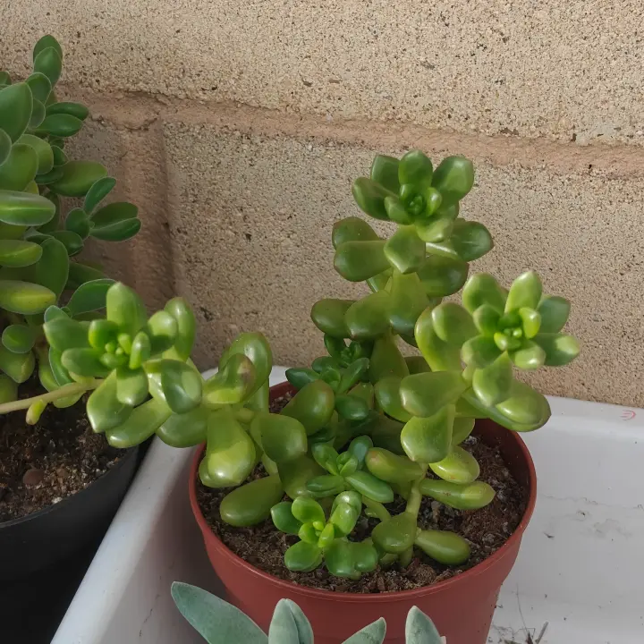 Sedum lucidum 2