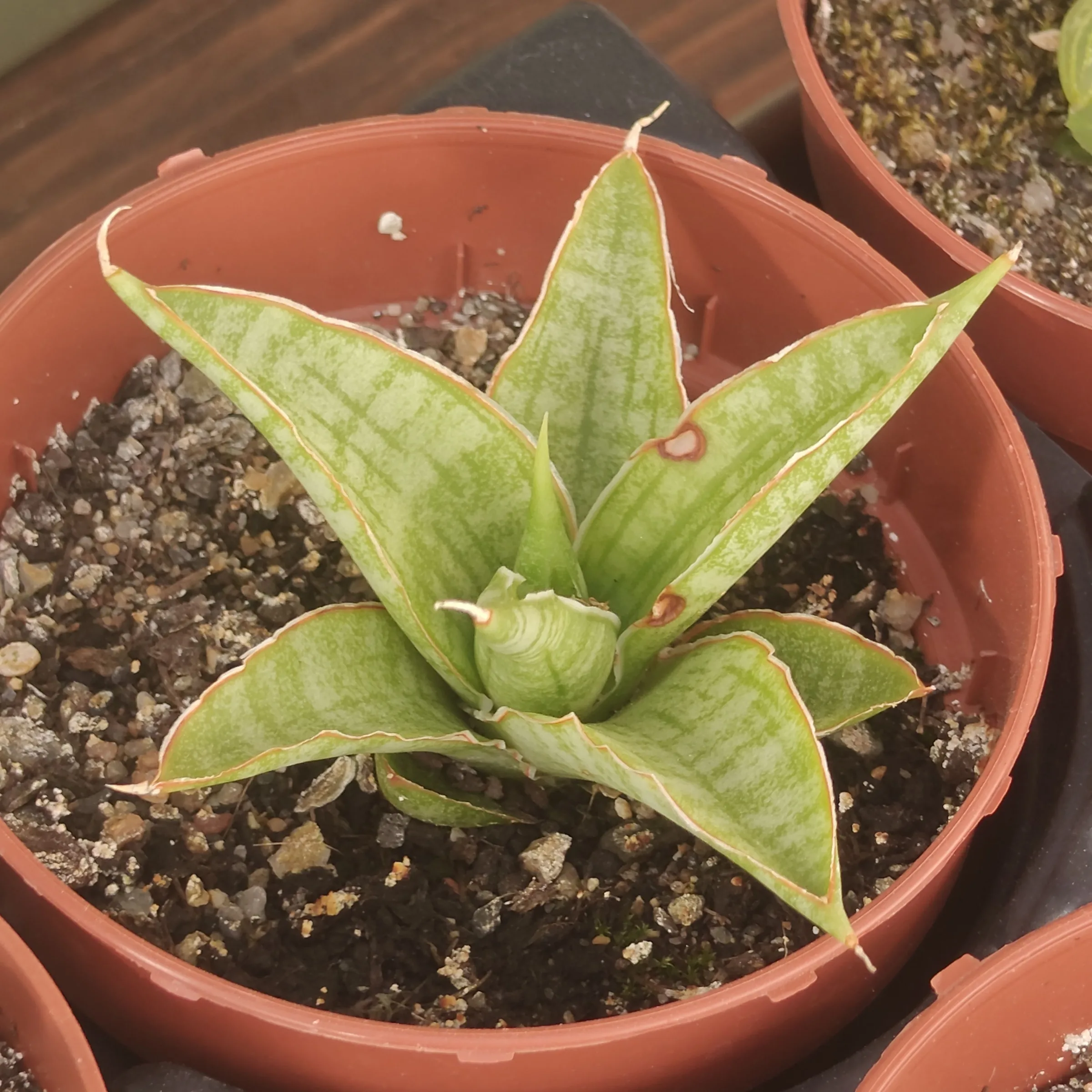 Sansevieria 'Snowflake'