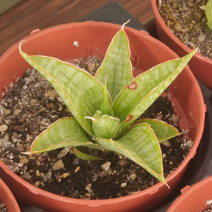 Sansevieria 'Snowflake' 1