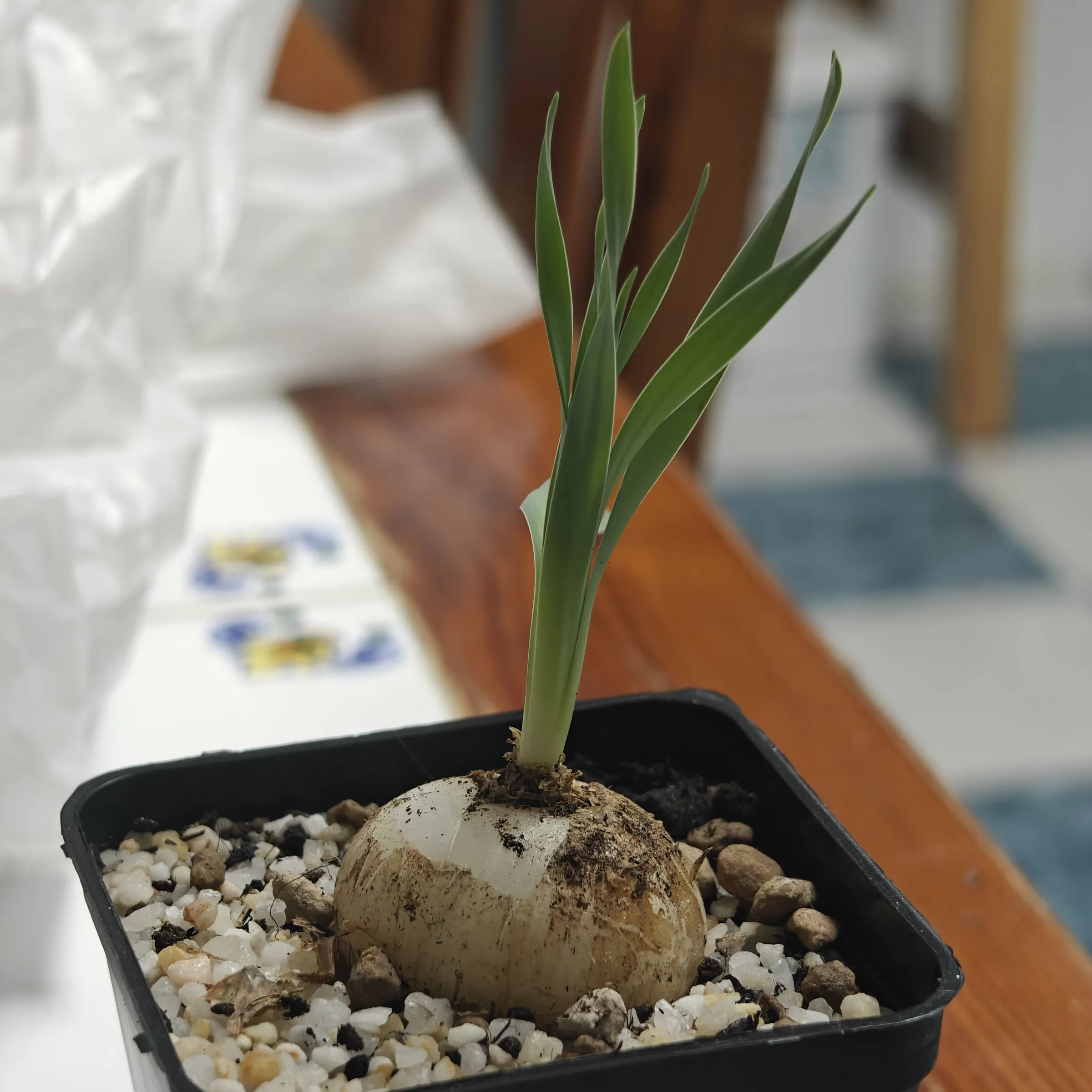 Albuca concordiata