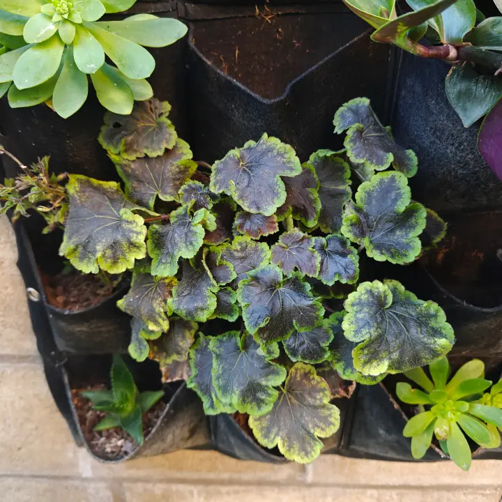 Heuchera Solar Eclipse 1