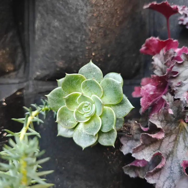 Echeveria Elegans 1