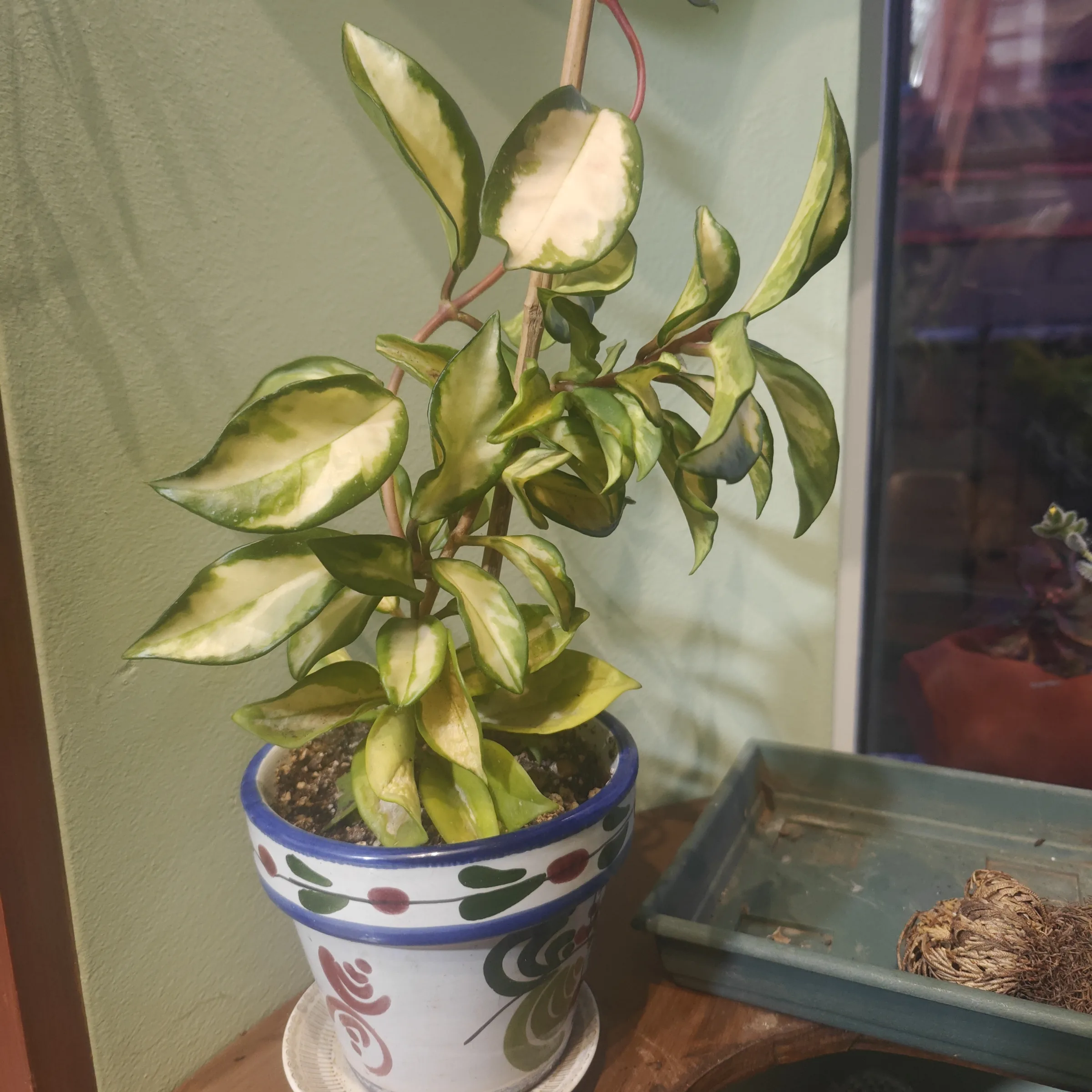 Hoya Krimson Princess