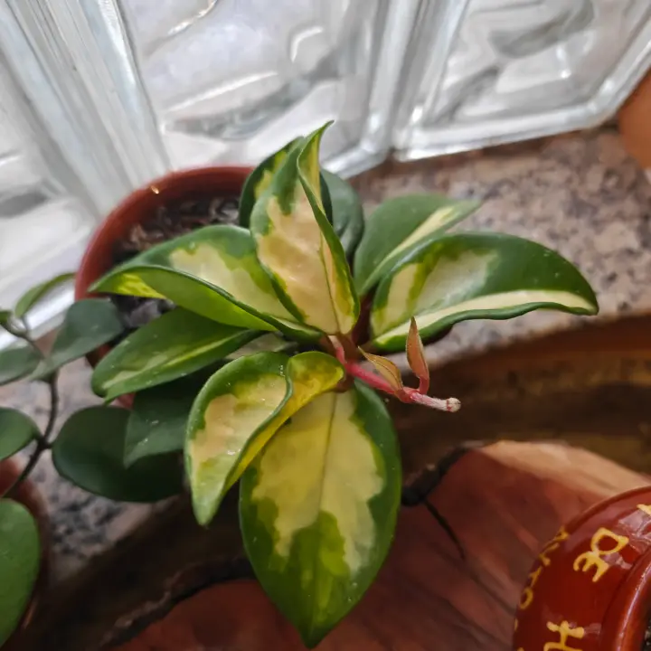 Hoya Krimson Princess 2