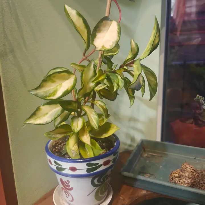 Hoya Krimson Princess 1