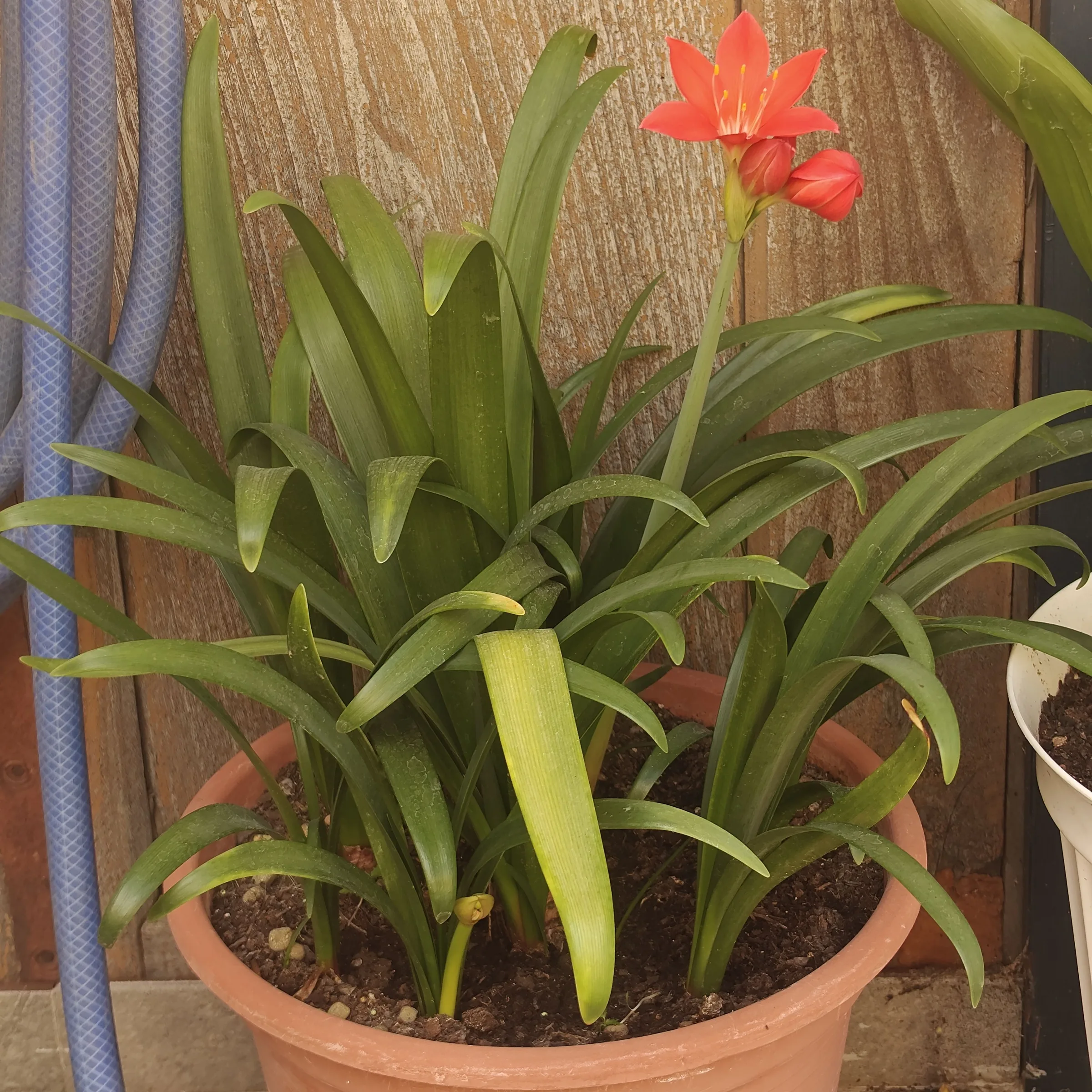 Cyrtanthus elatus