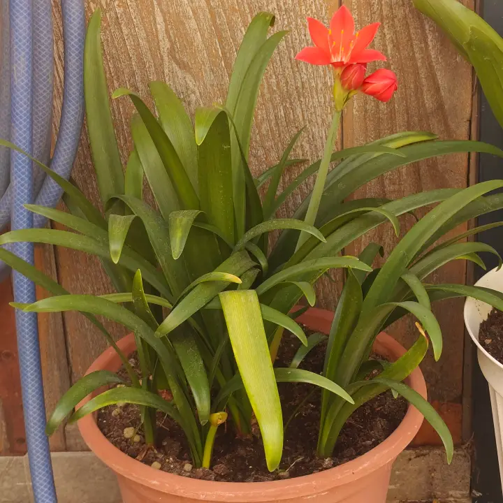 Cyrtanthus elatus 1