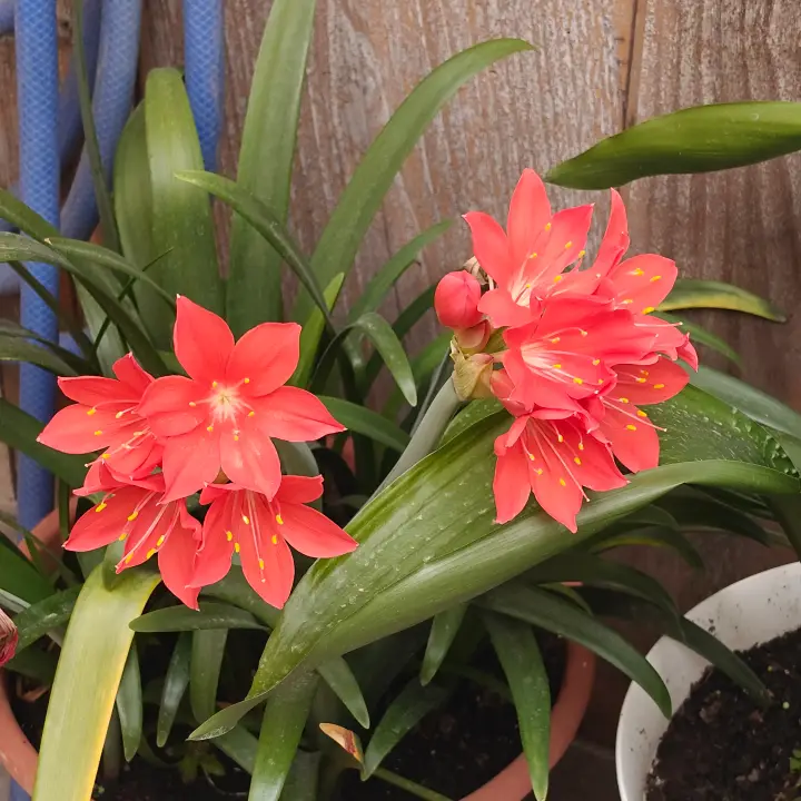 Cyrtanthus elatus flor 1
