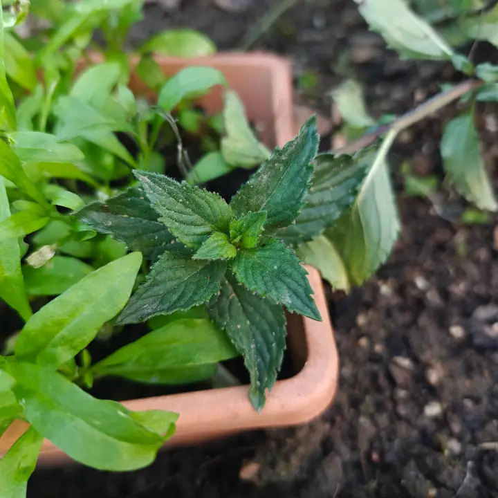 Mentha Piperita 1