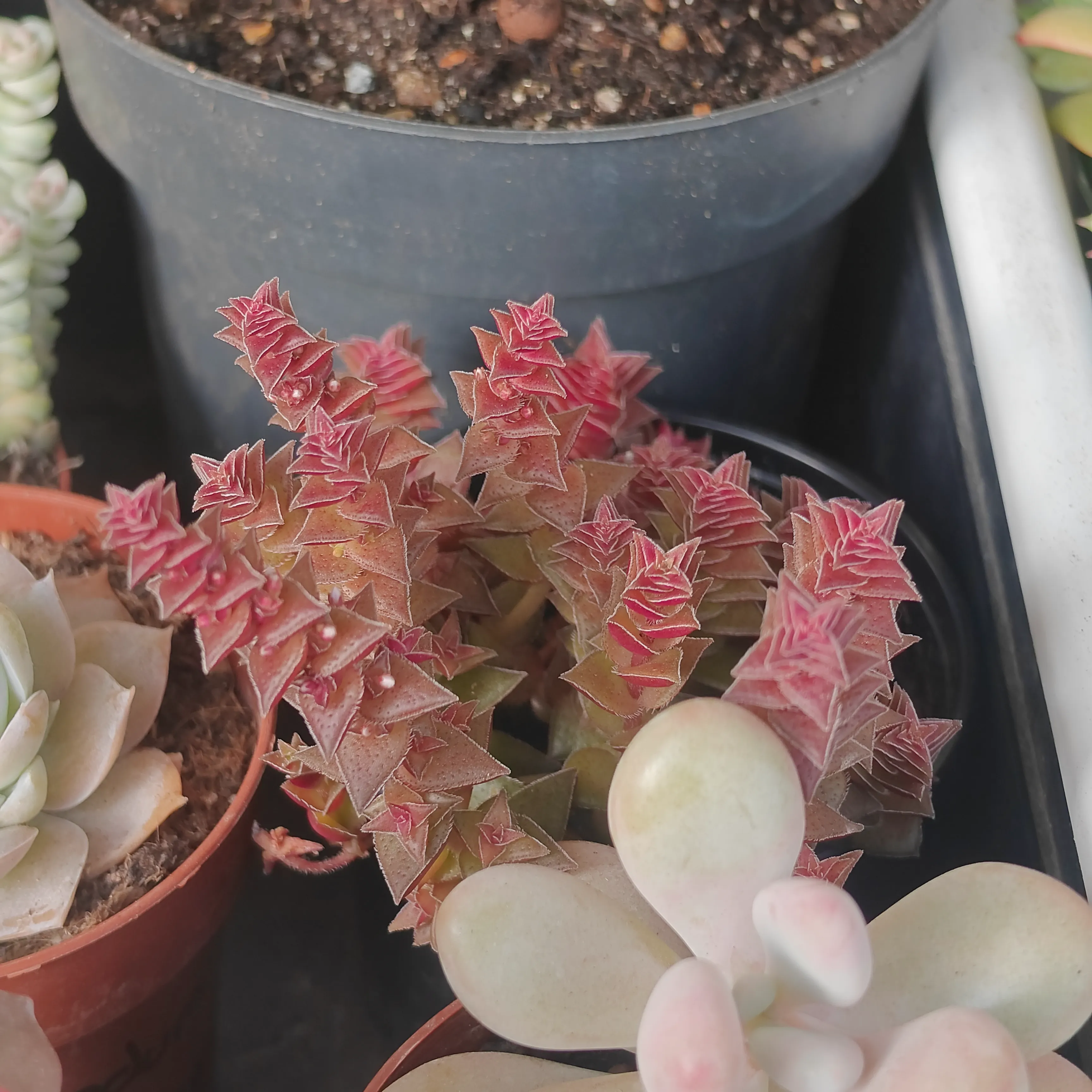 Crassula capitella 2