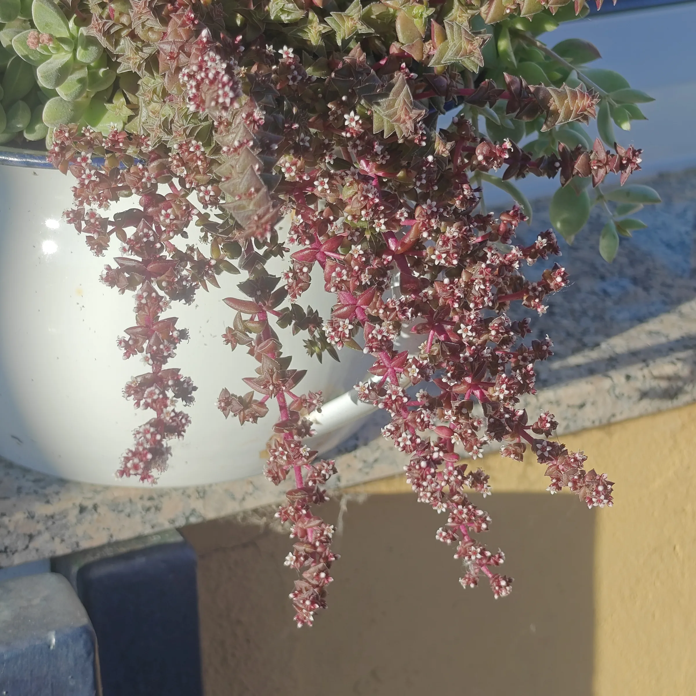 Crassula capitella