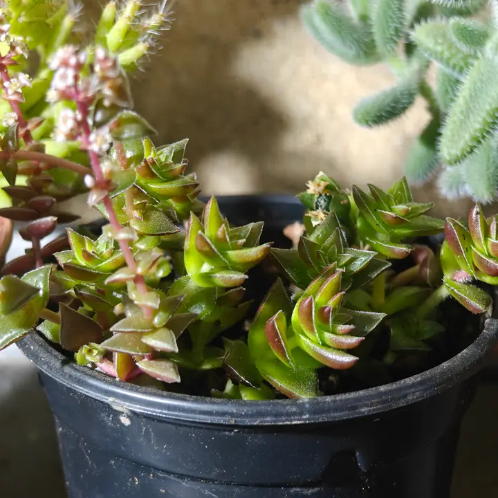 Crassula capitella 3