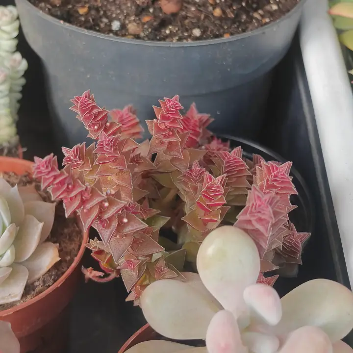 Crassula capitella 2