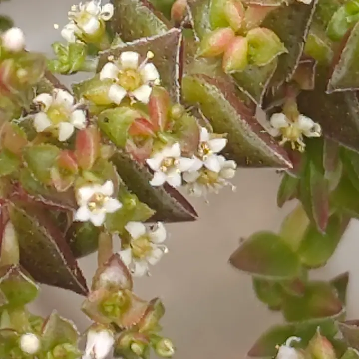 Crassula capitella flor 2