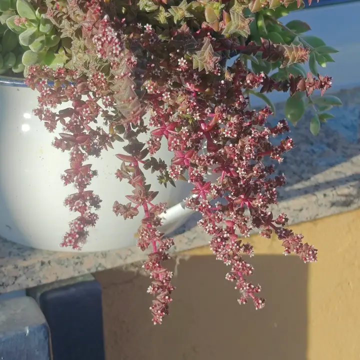 Crassula capitella 1