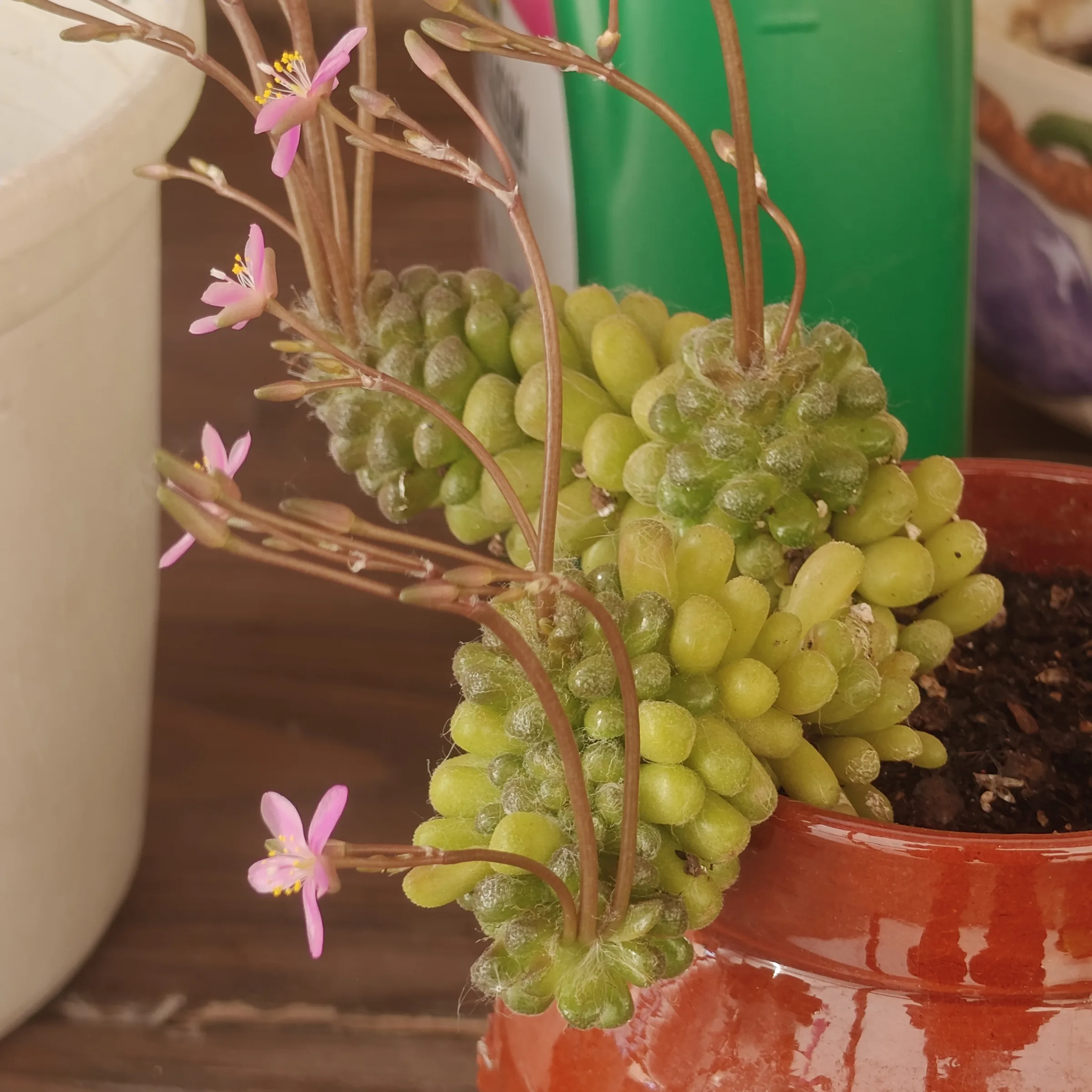 Anacampseros filamentosa var. tomentosa 2