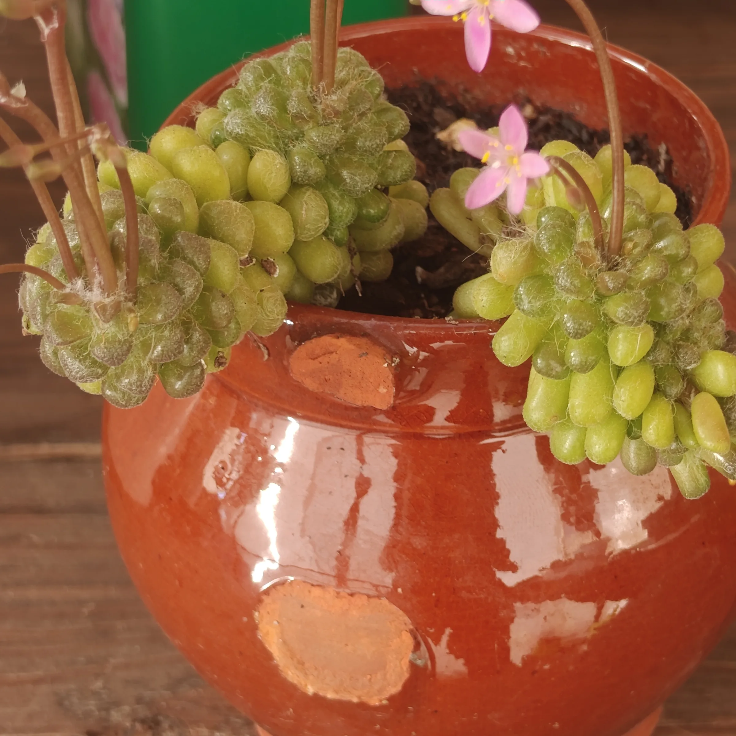 Anacampseros filamentosa var. tomentosa 3