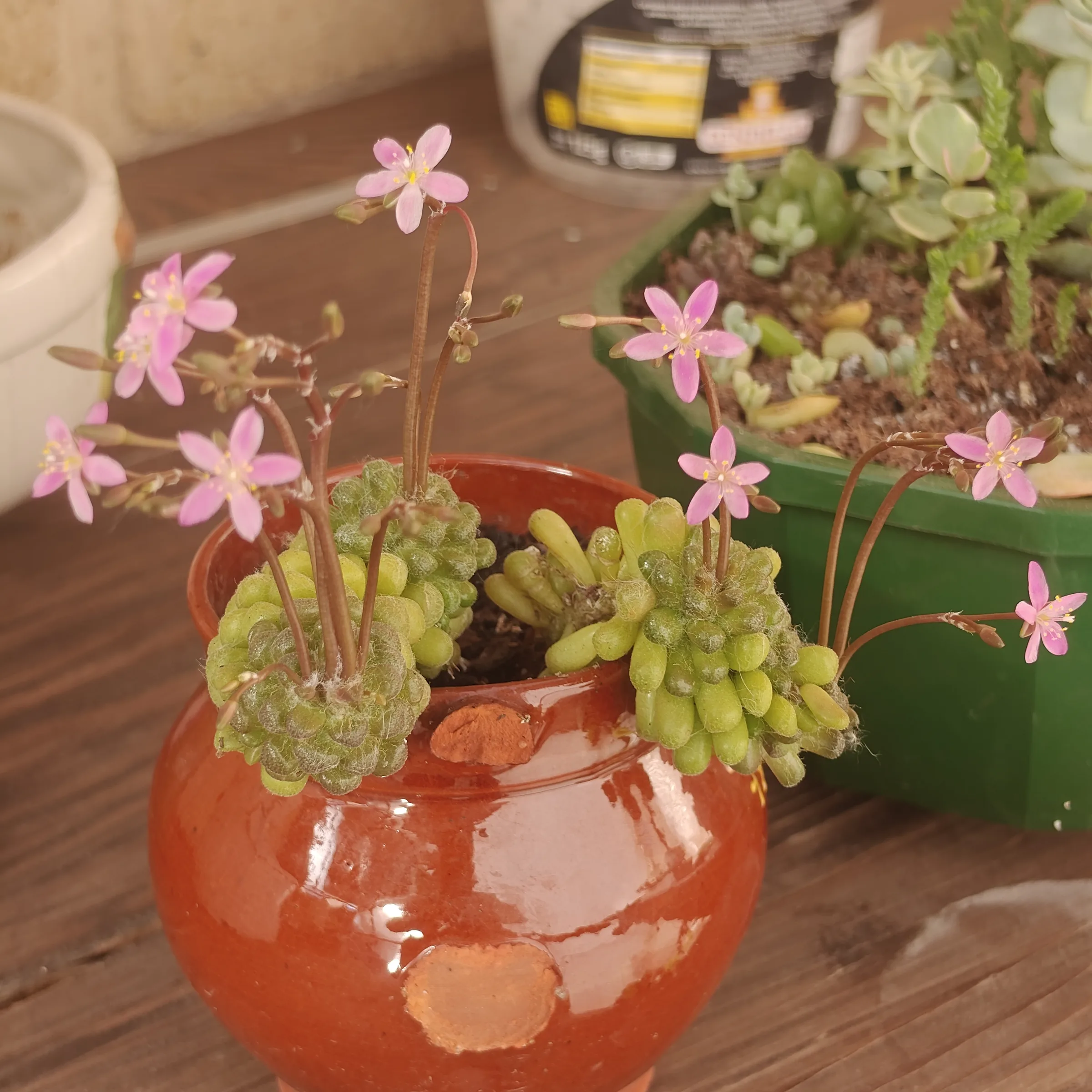 Anacampseros filamentosa var. tomentosa
