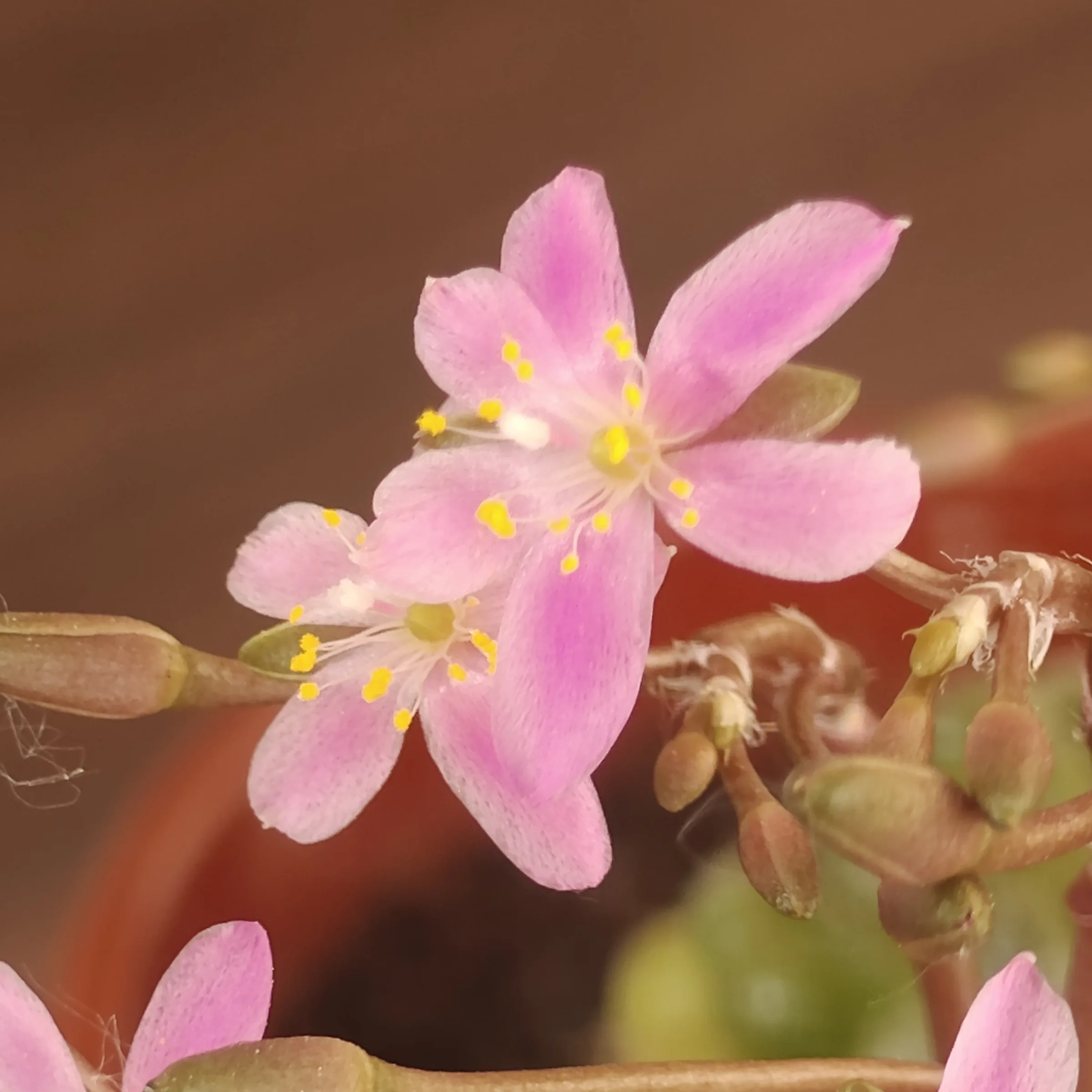 Anacampseros filamentosa var. tomentosa 6