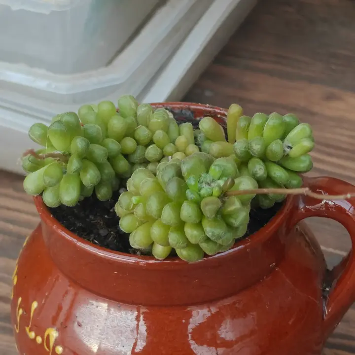 Anacampseros filamentosa var. tomentosa 4