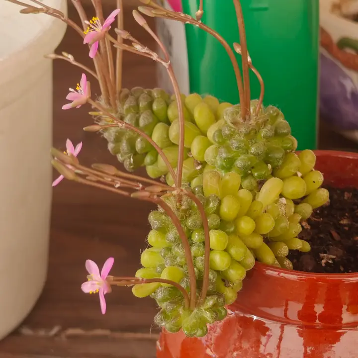 Anacampseros filamentosa var. tomentosa 2
