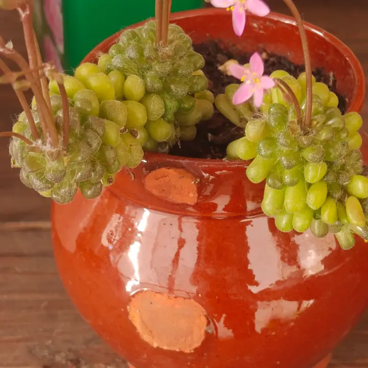 Anacampseros filamentosa var. tomentosa 3
