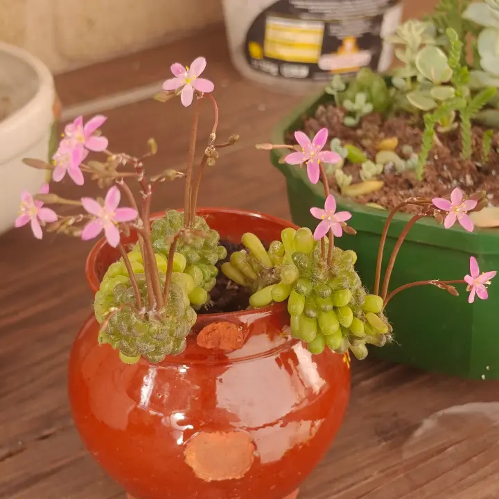 Anacampseros filamentosa var. tomentosa 1