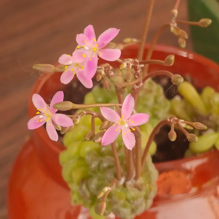 Anacampseros filamentosa var. tomentosa flor 1